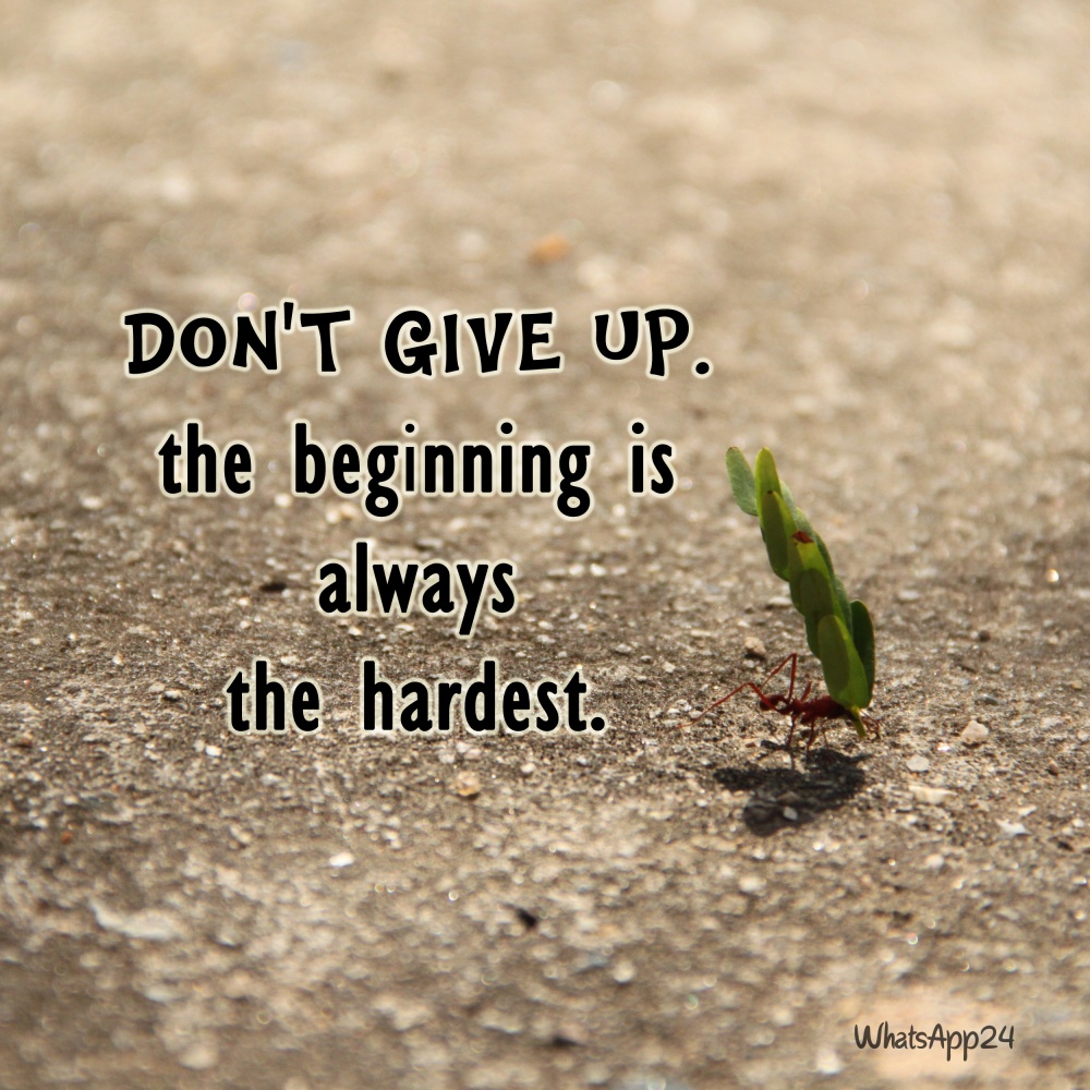 Don't give up. The beginning is always the hardest. - Unknown - WhatsApp24